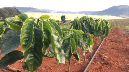 Gotejamento no Cerrado Mineiro: momento é ideal para investir via Barter e garantir segurança produtiva