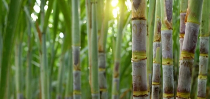 Preço do açúcar cristal segue em queda e o etanol tem estabilidade
