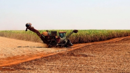 Produção de Açúcar do Centro-sul Deve Crescer 8,5% em 2025/26