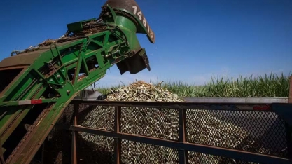 Lucro líquido do CTC cresceu 20% no terceiro trimestre da safra