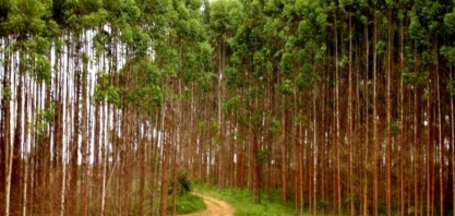 Vale da Celulose impulsiona economia e gera 5,6 mil empregos formais em 2024