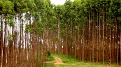 Vale da Celulose impulsiona economia e gera 5,6 mil empregos formais em 2024