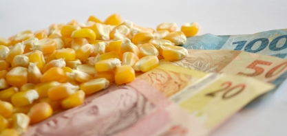 Oferta de etanol e atraso do plantio tendem a elevar os preços do milho na semana