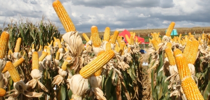 Para Unem, etanol de milho gera crescimento e não impacta a inflação dos alimentos