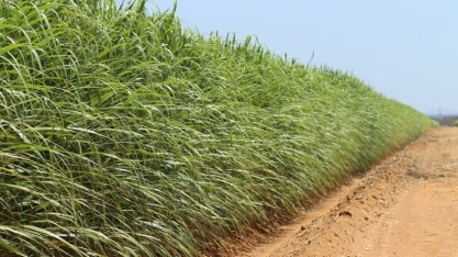 Fertirrigação de precisão: economia e sustentabilidade no campo