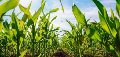 Ministério da Fazenda Vai Cobrar TCU sobre Retorno Imediato dos Créditos Ao Plano Safra 2024/25