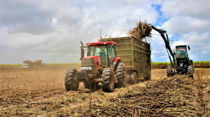 Pindorama e Taquara são as primeiras unidades industriais a finalizarem a safra 24/25