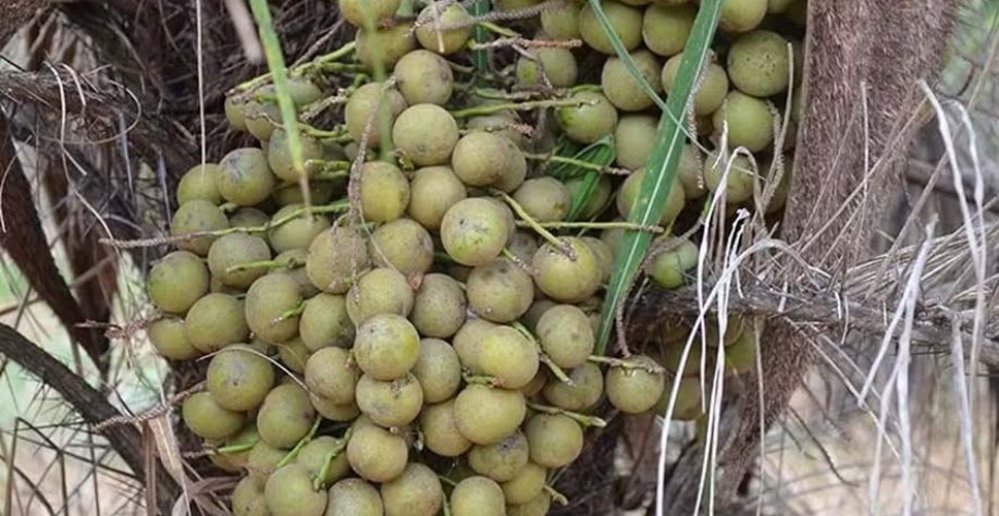 Macaúba tem uma boa tolerância a ambientes mais secos e ao estresse hídrico — Foto: Embrapa/Daniela Collares