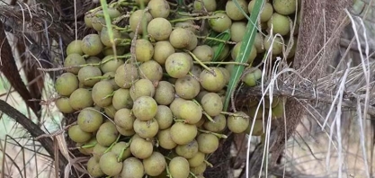 Acelen realiza primeira extração industrial de óleo de macaúba