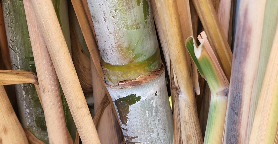  Obtenção de canaviais com alto desempenho passa pelas soluções da FMC