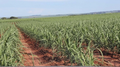  Complementação nutricional e manejo preventivo favorece produtividade da cana-de-açúcar em São Paulo
