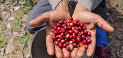 Café robusta atinge novo recorde, açúcar branco atinge máxima em dois meses