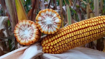 Enzima transforma óleo de milho em combustível de aviação