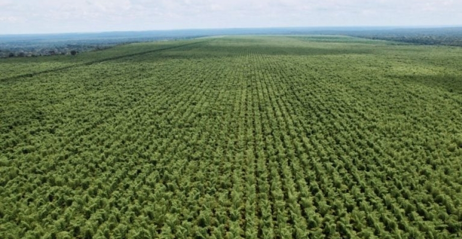 A FS Bioenergia possui 12 mil hectares de bambu plantados em Diamantino (MT). Divulgação - FS Bioenergia