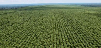 Da  China à FS Bioenergia, bambu vai de casas a caldeiras e abre mercado no agro