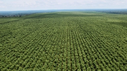 Da  China à FS Bioenergia, bambu vai de casas a caldeiras e abre mercado no agro