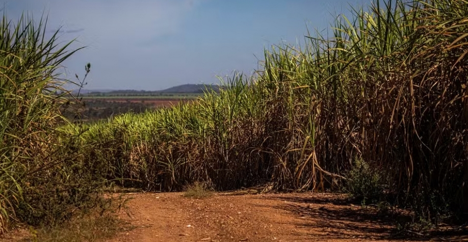 Moagem da safra de cana no Norte e Nordeste deverá ser encerrada entre o final de março e o começo de abril — Foto: Wenderson Araújo/CNA
