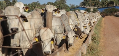 Confinamento Estiva adota tecnologia para otimizar gestão de bovinos
