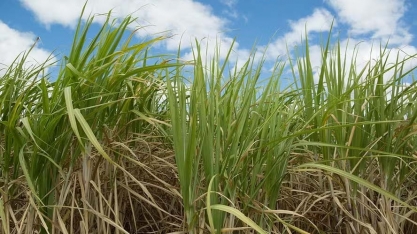 Verão chuvoso deve favorecer melhor produtividade da cana em 2025/26