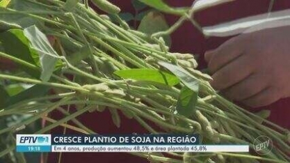 Produtores investem na cultura da soja no intervalo entre as plantações de cana  