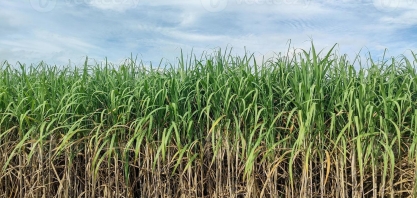 Lei dos Bioinsumos e condições climáticas adversas são temas de discussões na Comissão Nacional da Cana-de-açúcar