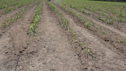 Chuvas ajudam no desenvolvimento da socaria da cana