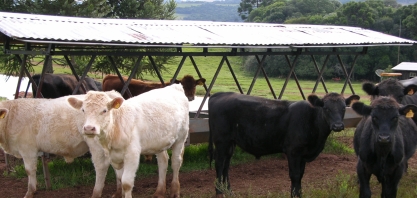 CEPEA/NOTA: Propósito do Cepea é prover informação confiável para toda a sociedade