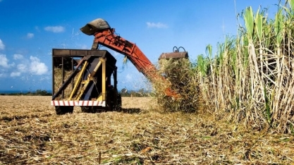 Índia iniciará temporada 2025/26 de açúcar com estoques amplos