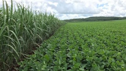 Soja segue como a cultura intercalar preferida do setor