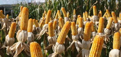 Consumo de milho para produção de etanol no Brasil totalizou 1,7 milhão de toneladas em fevereiro