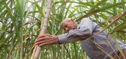 Garapa mais cara: produtores de cana-de-açúcar enfrentam prejuízos causados pelo calor