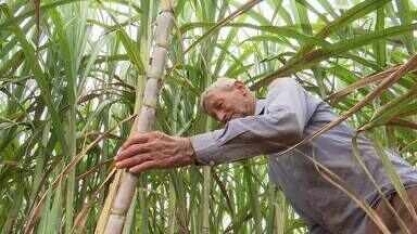 Garapa mais cara: produtores de cana-de-açúcar enfrentam prejuízos causados pelo calor
