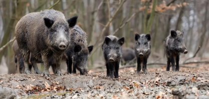 Produtores cobram medidas para conter ataques de javalis em SP