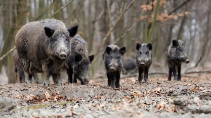 Produtores cobram medidas para conter ataques de javalis em SP