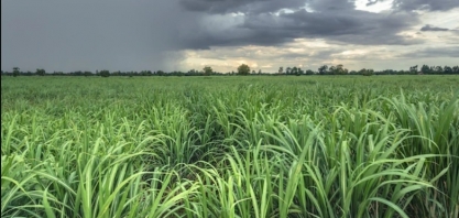 Perspectivas climáticas seguem favoráveis para março e abril atesta boletim sobre previsão do tempo divulgado pela Asplan