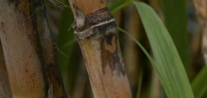 CNA inicia consulta nacional para definir prioridades do Plano Safra 2025/2026