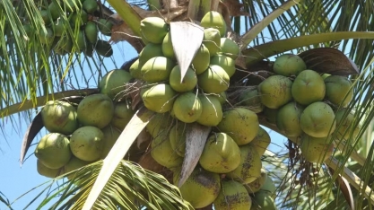 Da praia ao tanque do carro: coco pode virar biocombustível