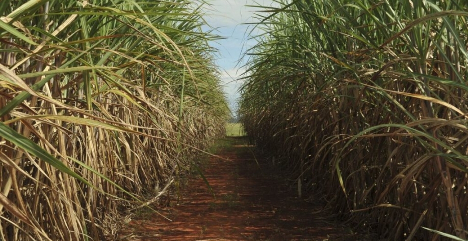 O etanol da cana-de-açúcar ou de milho é a matéria prima usada numa das rotas que vai ser adotada para fazer o SAF, combustível de aviação sustentável, no Brasil. Foto: Elza Fiúza/ABR.
