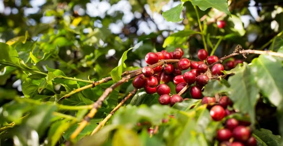 Temperaturas do verão brasileiro prejudicaram o crescimento dos frutos das plantas de café — Foto: Wenderson Araujo/CNA