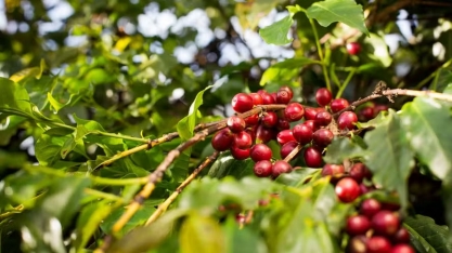 Preços do café sobem diante de temor com oferta global e clima no Brasil