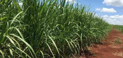 Mais Etanol no Biodiesel Vai Depender dos Preços de Milho e Soja, Diz Ministro de Minas e Energia