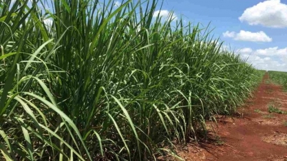 Mais Etanol no Biodiesel Vai Depender dos Preços de Milho e Soja, Diz Ministro de Minas e Energia