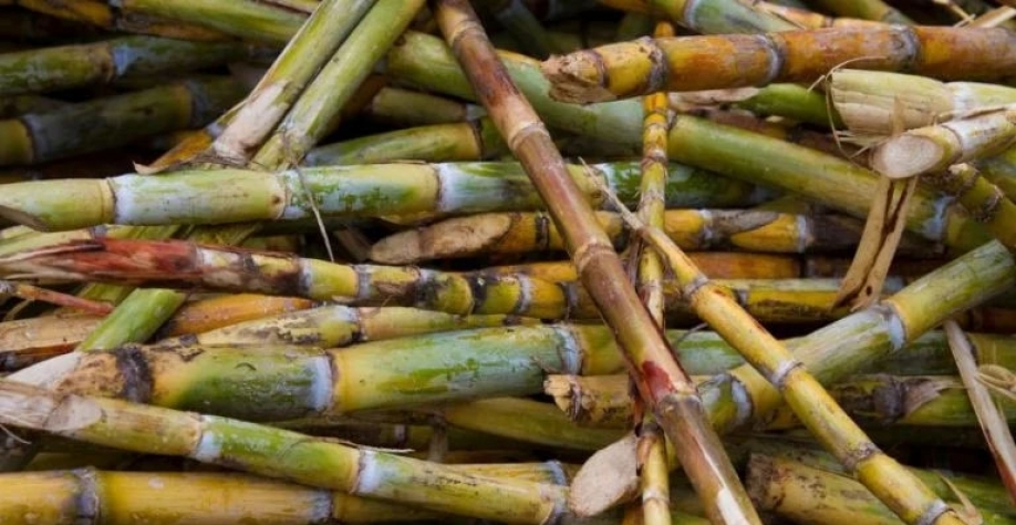 Cana de açúcar: Brasil tem tradição e eficiência na produção de etanol (Foto: Getty Images)