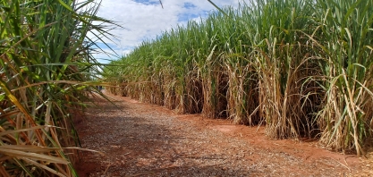 Safra, Índia e fundos: tudo pode mudar