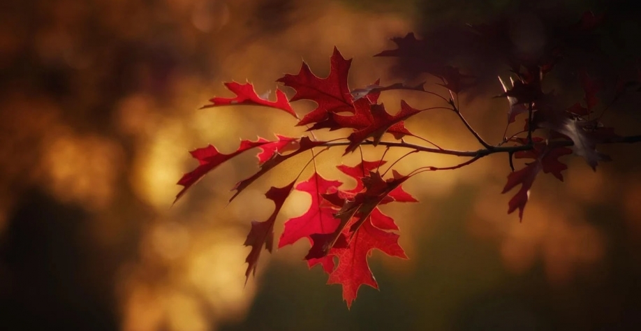 Foto: Pixabay