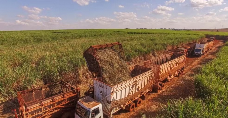 Produção de cana-de-açúcar deve atingir 612 milhões de toneladas no Centro-Sul do país até 2026, aponta consultoria — Foto: Ceise Br/ Divulgação
