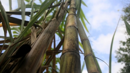 Quanto etanol o Brasil produziria se plantasse apenas a ‘super cana’ de Eike Batista?