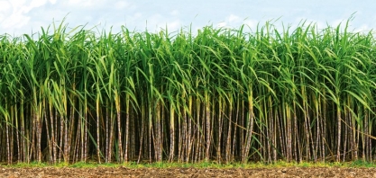 Consecana chega à reunião de número 300, promovendo ambiente saudável de negociação