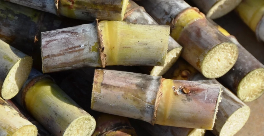 Foto: Gustavo Porpino/Embrapa