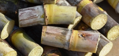 Açúcar cristal recua e perde vantagem sobre exportações